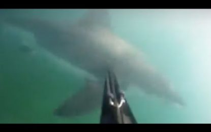 Un buzo graba con una cámara submarina cómo es atacado por un tiburón blanco
