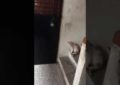 Un gato llama a la puerta y espera a que le abran