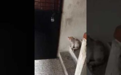 Un gato llama a la puerta y espera a que le abran
