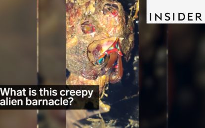 Un pescador encuentra una espeluznante criatura ‘alienígena’ marina ¿Qué es?