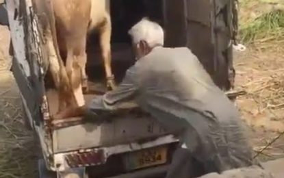 Una vaca mata a un anciano de una patada