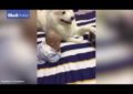 El video del día: Este adorable perro muestra para qué están los amigos