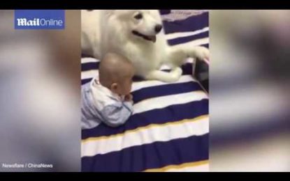 El video del día: Este adorable perro muestra para qué están los amigos