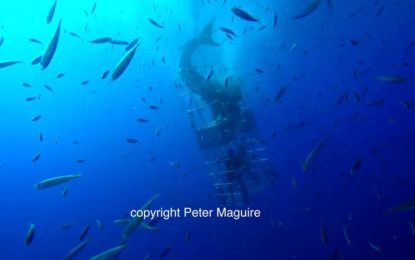 Escalofriante ataque de un gran tiburón blanco en las costas mexicanas