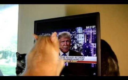 Este ‘ofendido’ gato se vuelve loco cuando ve a Donald Trump en la TV
