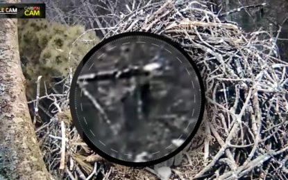 Extraña figura grabada en bosque de Michigan es viral [VIDEO]