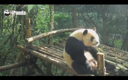 Graban a un adorable panda haciendo lo que la mayoría de humanos no hace