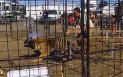 Momento terrorífico: un tigre de circo ataca a su domadora frente a un grupo de escolares