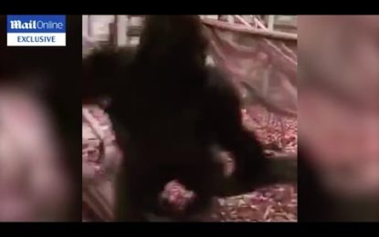 Pánico en el zoo: Publican el momento en que un gorila rompe su jaula y escapa