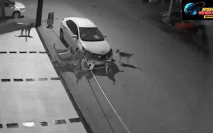 ¿Por qué jauría de perros atacó a un auto? [VIDEO]