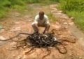 Impresionante video: Un encantador de serpientes libera a 285 reptiles a la vez