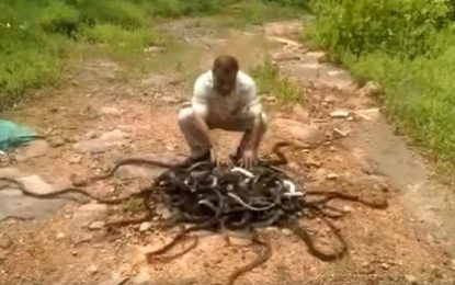 Impresionante video: Un encantador de serpientes libera a 285 reptiles a la vez