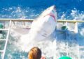 Terror en el mar: Un enorme tiburón blanco rompe la jaula donde nadaba un buzo