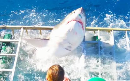 Terror en el mar: Un enorme tiburón blanco rompe la jaula donde nadaba un buzo