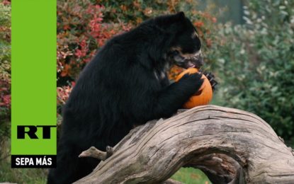 ¿Truco o trato?: animales de un zoo británico reciben regalos de Halloween