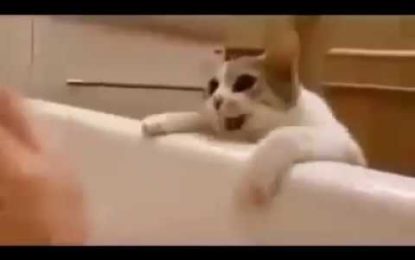 Un gatito asustado ‘rescata’ a su dueña de la bañera