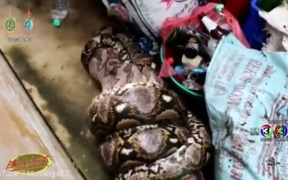 Una monstruosa serpiente devora poco a poco a un perro