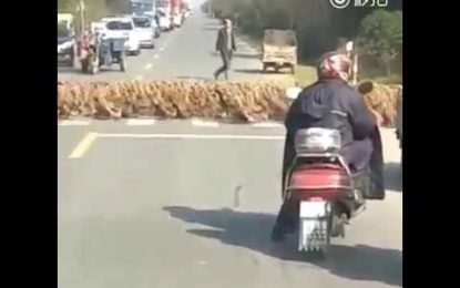 ¡Abra paso a los patitos!: Miles de patos desfilan con disciplina una calle en China