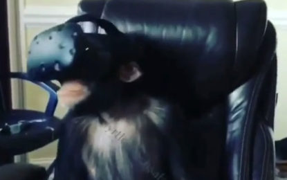 Un chimpancé con un casco de realidad virtual: ¿Diversión o maltrato?