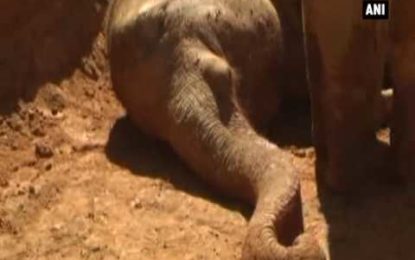 Conmovedor video: Un pequeño elefante se resiste a abandonar a su madre muerta