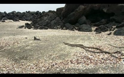FUERTES IMÁGENES: un dramático ataque de una decena de serpientes a una iguana