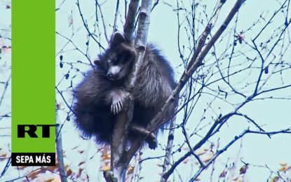 Humanos, déjenme en paz! Este mapache prefiere caer para que no le toquen los rescatadores