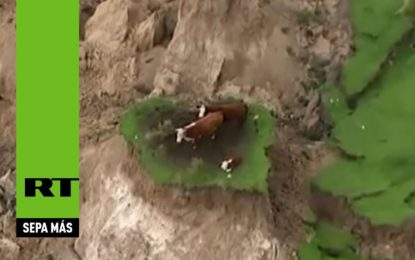 -La increíble salvación de tres vacas tras un fuerte terremoto en Nueva Zelanda