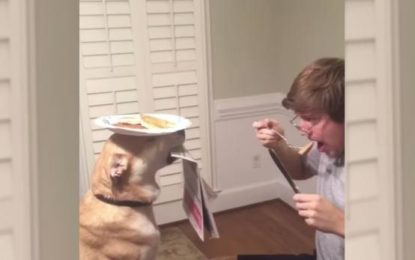 Este perro asombra por su ‘Mannequin Challenge’