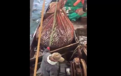 Tenían red llena de pescados y apareció enorme animal