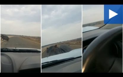 Un enojado hipopótamo ve un coche acercarse y esta fue su inesperada reacción