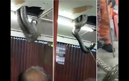 Una serpiente gigante cae del techo de un restaurante y los clientes huyen aterrorizados