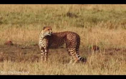 Valiente mamá guepardo da una impresionante lección a un leopardo para defender a sus cachorros