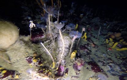 Así es la espectacular vida submarina en la Antártida
