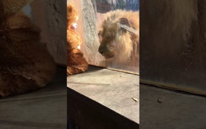 Así reacciona un león cuando ve a un niño disfrazado de cachorro