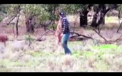 Australiano ‘hace ver estrellitas’ a un canguro que estaba ahorcando a un perro