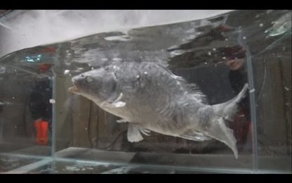 FUERTES IMÁGENES: Mete a un pez en nitrógeno líquido para ver qué pasa