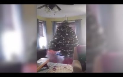 Mata a un ciervo que entró en su casa y ‘atacó’ su árbol de Navidad