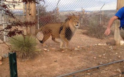 Nunca le dé la espalda a un león, ¡se puede morir del susto!