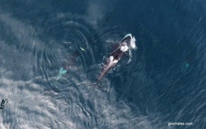 Orcas negras devoran a un tiburón en un dramático video captado por un dron