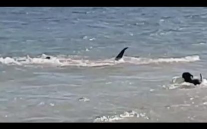 Perro arriesga su vida jugando con tiburones [VIDEO]