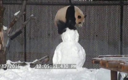 Un panda contra un muñeco de nieve: batalla digna de MMA