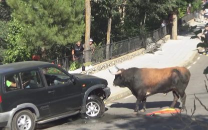 Un toro cornea un todoterreno