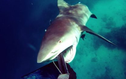 Aterrador ‘ataque sorpresa’ de un tiburón contra un pescador submarino