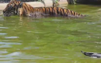 Batalla desigual: “El pato más valiente del mundo” desafía a un tigre y sale vencedor