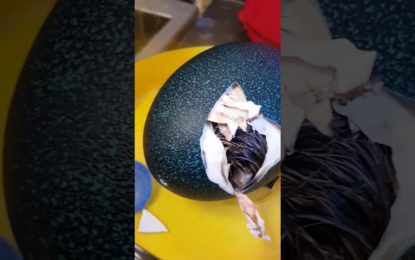 Compra un huevo decorativo por Ebay y se queda boquiabierta al ver lo que hay dentro