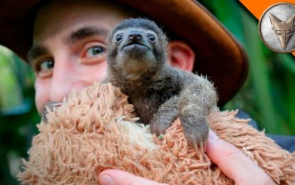 Conoce a B-Rad, el animal “más adorable” del mundo