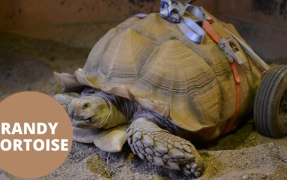 Dos meses de ‘desenfreno sexual’ dejaron a esta tortuga discapacitada