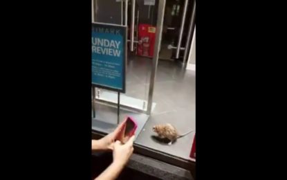 Filman una rata enorme en una conocida tienda de ropa