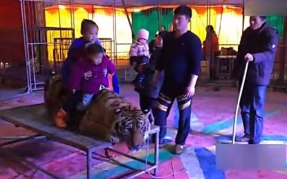 Inmovilizan a un tigre en un circo para que los espectadores puedan tomarse fotos encima de él