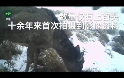 Observan en China un misterioso animal, mitad caballo, mitad ciervo